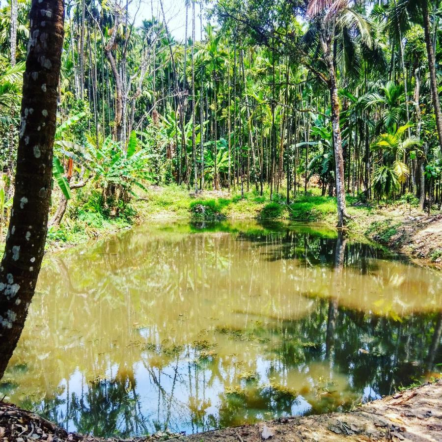 Hosamane Farm Inn Sringeri 外观 照片